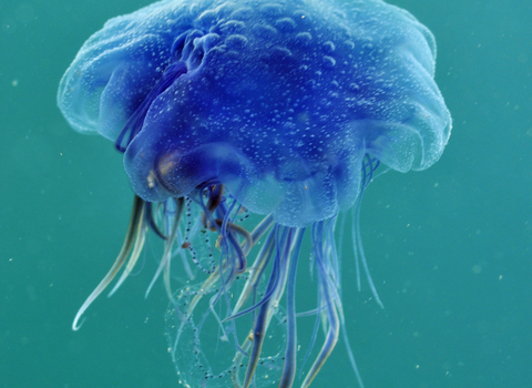 Blue jellyfish