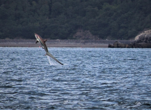 Thresher shark leaping from the water