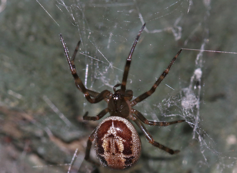 Noble false widow spider