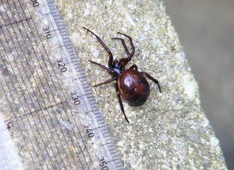 False widow spider