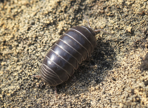 Pill woodlouse