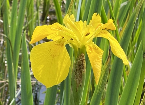 yellow iris