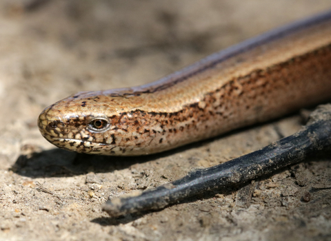 slow worm