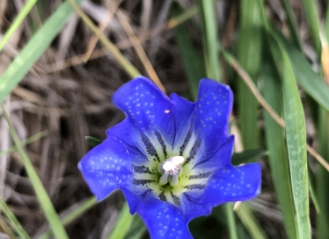 Marsh gentian 