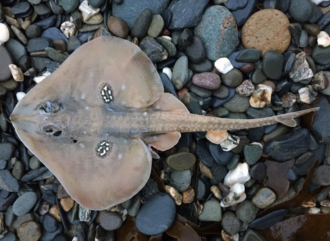 cuckoo ray