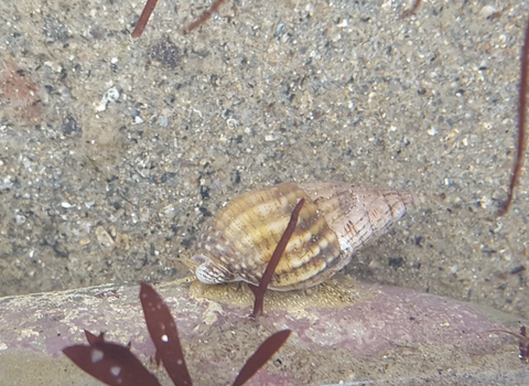 Netted dog whelk