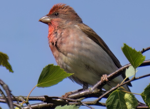 A male common rosefinch perched on a thin tree branch. It's a chunky bird with a red wash to the face and breast