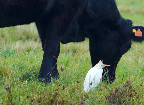 Cattle egret