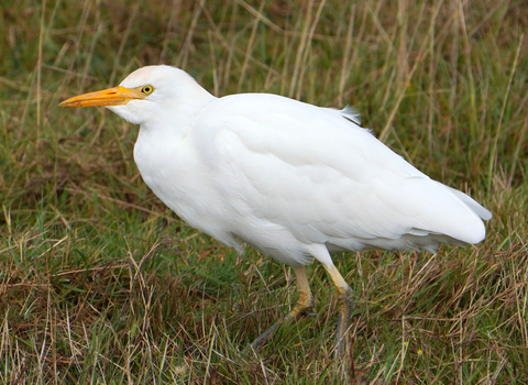 Cattle egret