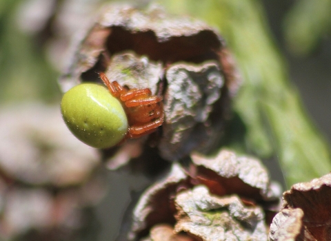 A cucumber spider sitting on a cypress cone. It's a yellowish-brown spider with a bright apple green abdomen, looking a little like a squashed tennis ball