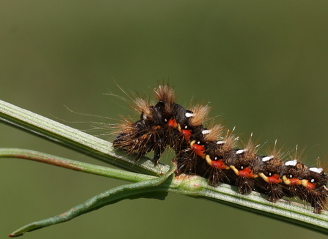 The caterpillar of a knot grass moth, crawling along a plant stem