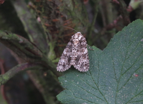 a knot grass moth rests on a leaf, showing the distinctive white markings that identify the species