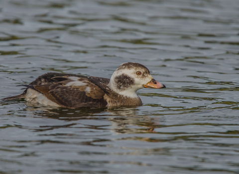 A first-winter long-tailed duck, with a brown and white body and largely pink bill, swims along a lake