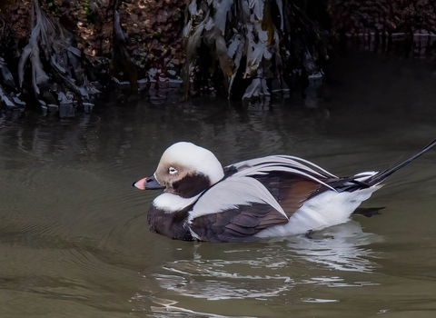 A male long-tailed duck drifting in front of the stone wall of a harbour