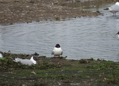 A single Mediterranean gull stands on a muddy lake shore, surrounded by black-headed gulls.