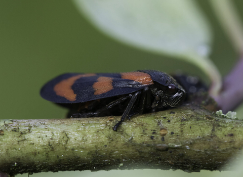 Red-and-black froghopper standing on a stem. It's a compact glossy black bug with red markings on its back. Also known as the black-and-red froghopper